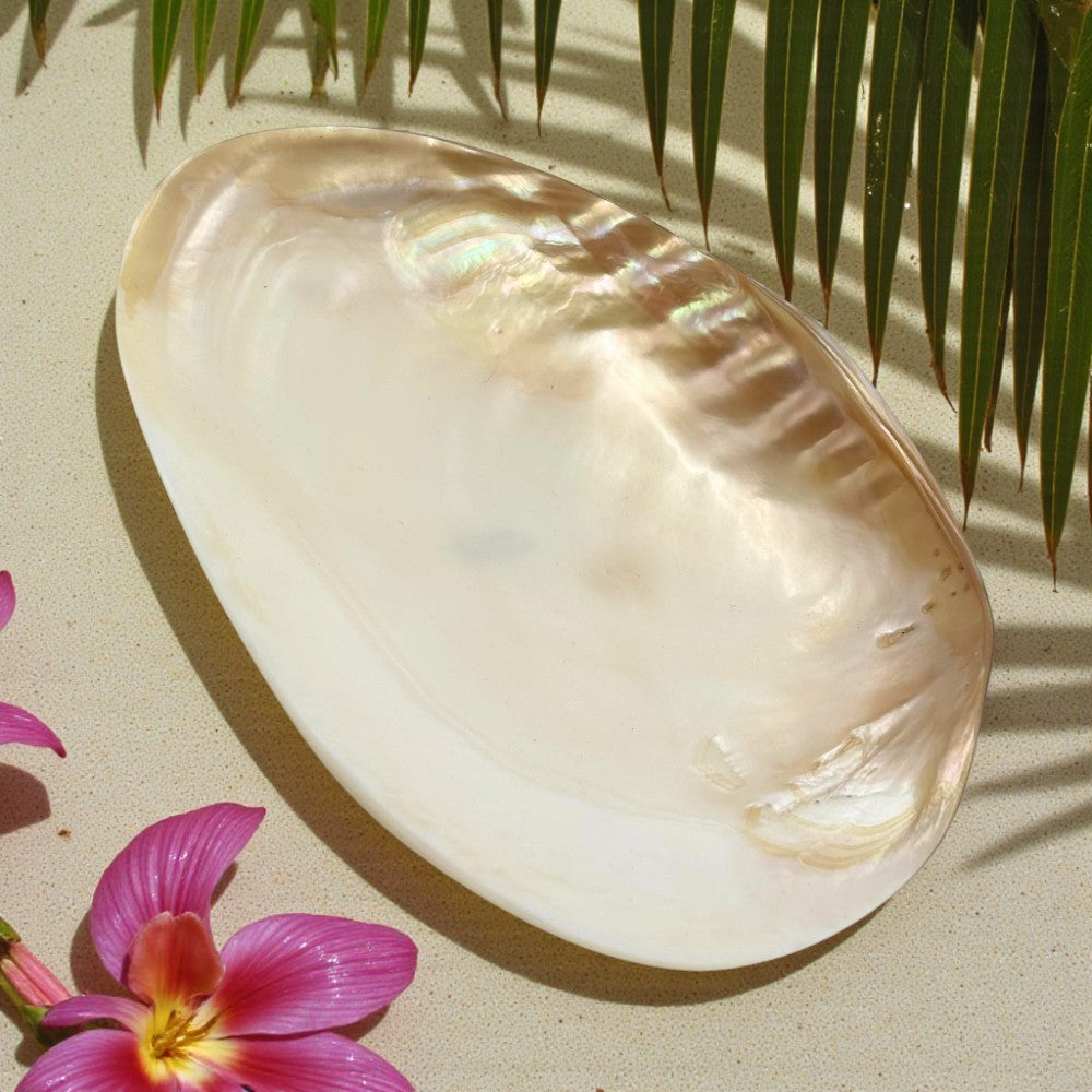Bowl - Cebu Clam Shell | EarthsElements Wholesale