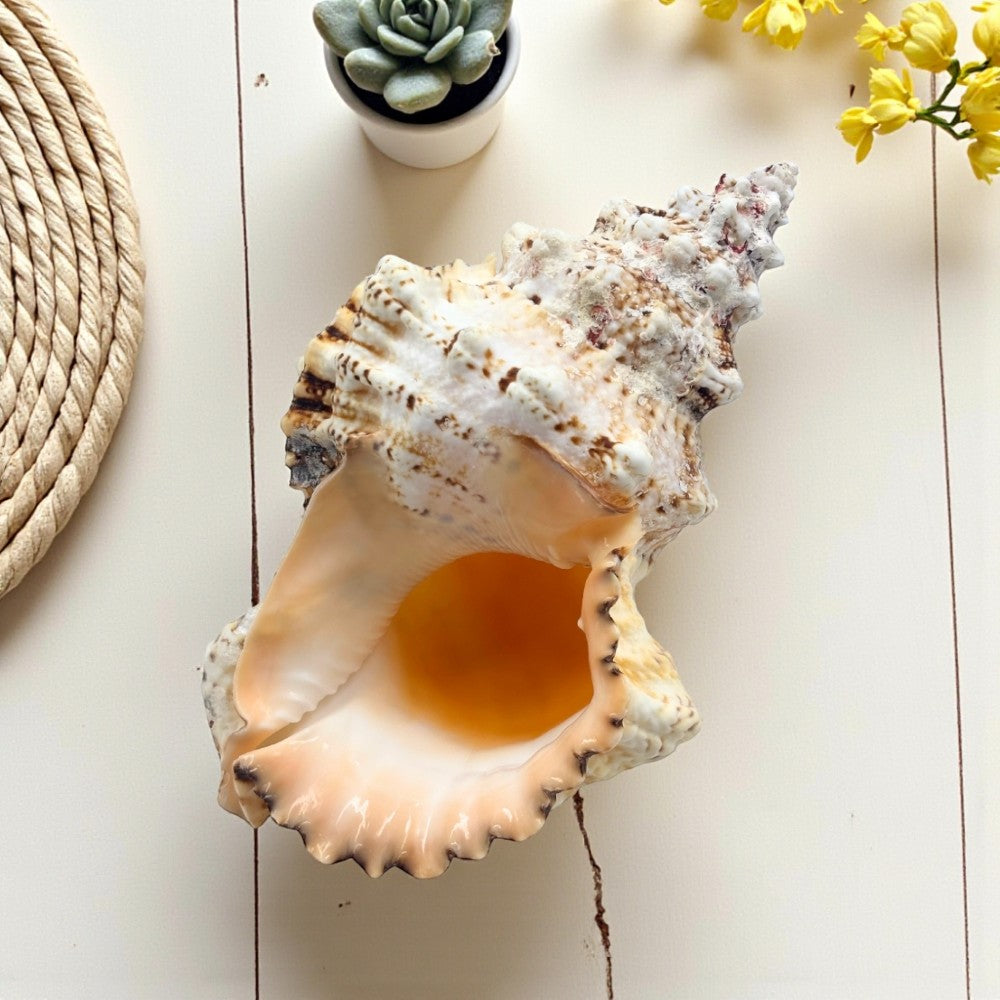 Shell - Giant Frog Shell | EarthsElements Wholesale