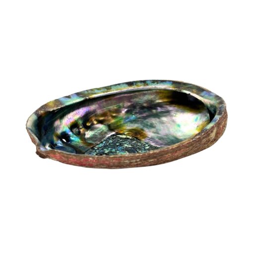 Abalone Shell Pure Blue from Mexico, 1 dz.