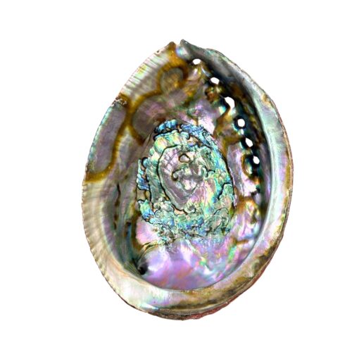 Abalone Shell Pure Blue from Mexico, 1 dz.