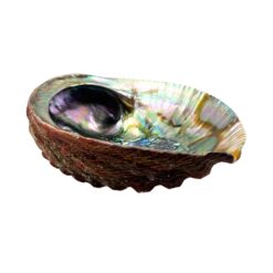 Abalone Shell Pure Blue from Mexico, 1 dz.