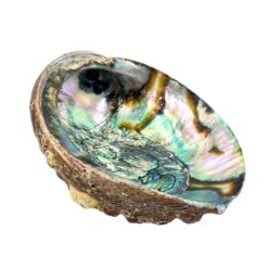 Abalone Shell Pure Blue from Mexico, 1 dz.
