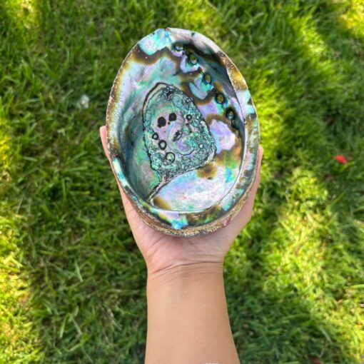 Abalone Shell Pure Blue from Mexico,  1 dz. - Image 2