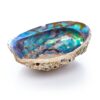 Abalone shell