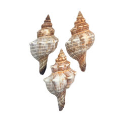 Trapezium Horse Conch