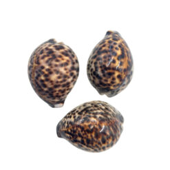 Tiger Cowrie