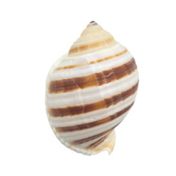 Banded Tun