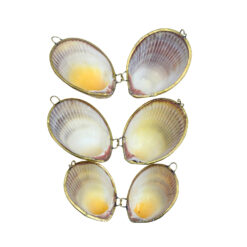 Enode Cockle Coin Purse