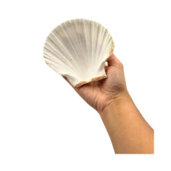 Great White Scallop