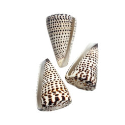 Lettered Cone