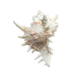 Ramose Murex