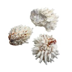 Jewel Box Shell