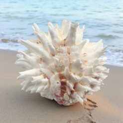 Jewel Box Shell